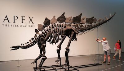 Most intact stegosaurus fossil sold for record $44.6m at auction