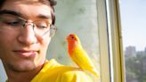 Couple's Clingy Lovebird Is the Cutest Chaotic Companion