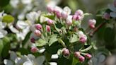 Bushels of good news: Berkshire County orchards off to a 'spectacular' start in 2024. In 2023, a frost in May devastated orchards for the season.