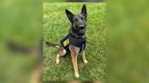 Local K-9 receives bulletproof, stab proof vest