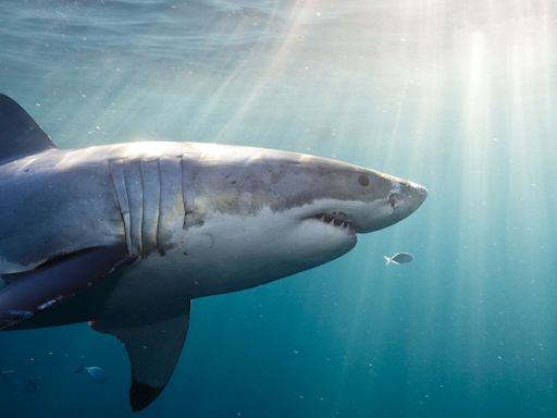 15-Year-Old American Girl Loses Leg in Shark Attack While on Vacation Diving Excursion