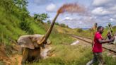 Harrowing image of injured elephant wins Environmental Photographer of the Year