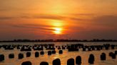 Treasure Coast's only oyster farm helping to restore Indian River Lagoon biodiversity