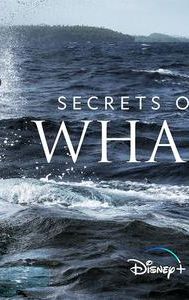 Secrets of the Whales