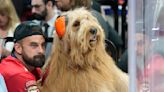 Months after sitting courtside for Lakers, Brodie the Goldendoodle on glass for Stanley Cup