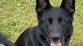 Police dog tracks suspected drink-driver from car crash to front door