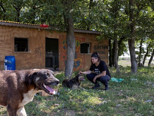 O plano da Turquia para acabar com milhões de cães de rua está a preocupar os activistas