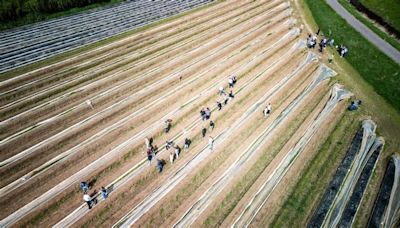 Agrar: Spargel-Bauern ernten früh und hoffen auf große Menge