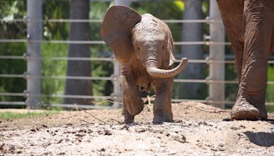 Tucson's 4-month-old elephant loves rolling in mud and sipping on Gatorade