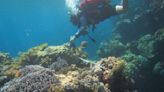 紅海珊瑚恢復力驚人——臺灣珊瑚復育借鏡