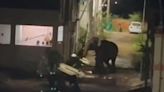 Wild elephant, calf enter residential area near Coimbatore