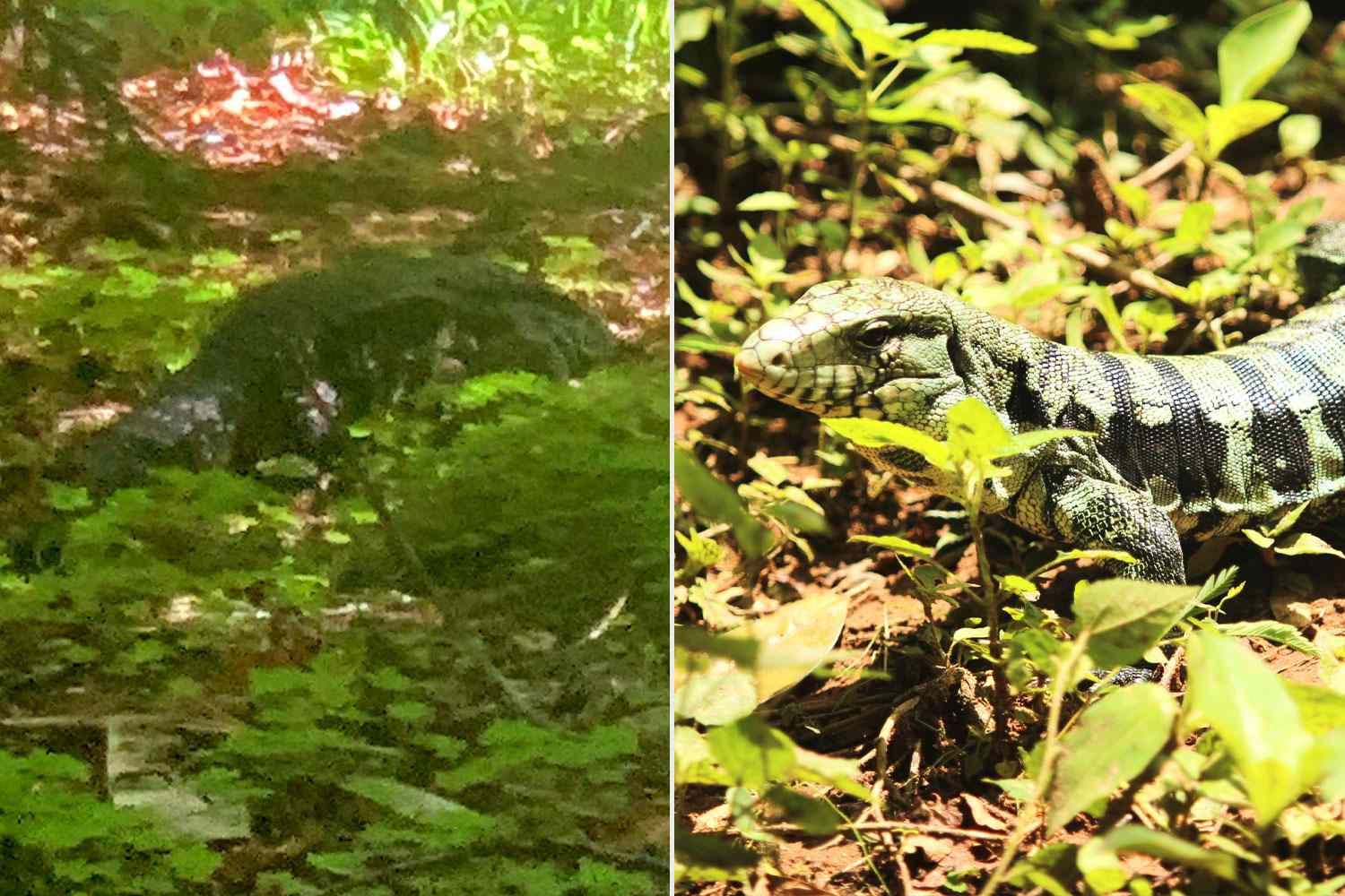 Roaming 'Alligator' Who Sparked Fears in Washington State Turns Out to Be a Large Pet Lizard