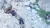 母熊護子與「200公斤公熊搏鬥」…雙雙跌落峭壁 護林員曝三熊結局