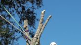 When you should hire an arborist and what you need to know before hiring one