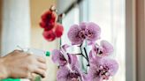 Comment faire durer son orchidée plus longtemps dès l'achat ?