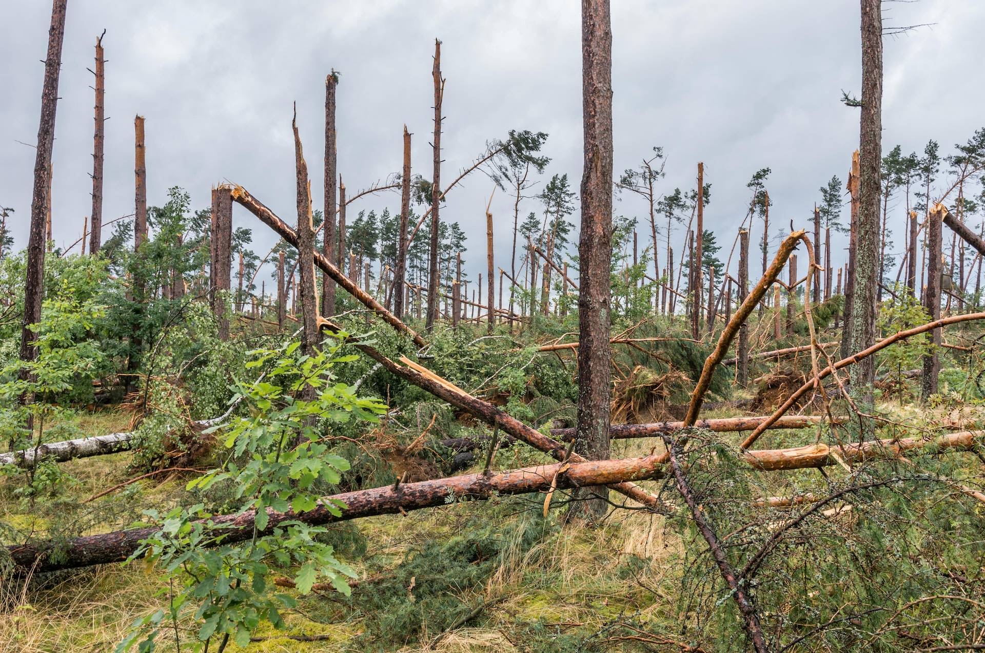 New study reveals devastating impact single hurricane could have on forested regions: 'We have to adequately account for the risks'