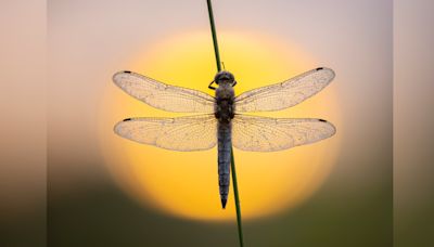 Stunning macro photography competition celebrates minute natural minibeasts