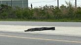 Dead alligator in New Orleans roadway causes driver to swerve into bayou to avoid crash