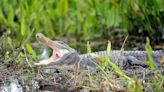 Why did the alligator cross the road? Blame Tropical Storm Debby