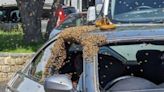 Worker stunned to find bees swarming car he’s fixing | FOX 28 Spokane