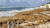 Avoid seaweed blobs, red tides on Florida beaches this spring with our water quality maps