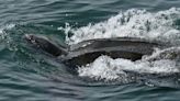 Whale watchers catch rare glimpse of leatherback turtle in Bay of Fundy