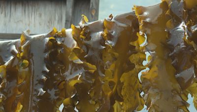 Women-owned small business finds niche amid Maine's rapidly-growing kelp farming industry