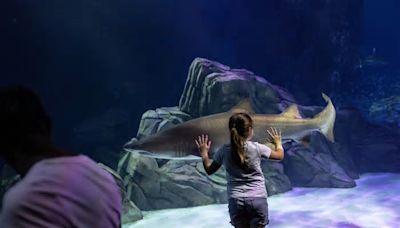 Georgia Aquarium brings back resident pass