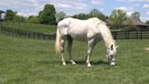 Oldest living Kentucky Derby winner Silver Charm lives a happy, quiet life at retirement farm