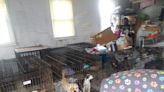 'So horrendous.' Animal rescue owner charged after dozens of dogs seized from property