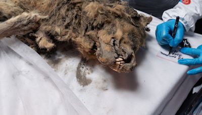 Russian scientists conduct autopsy on 44,000-year-old permafrost wolf carcass