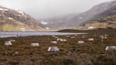 Tundra Turns Traitor: Warming Climate Shifts Carbon Sink To Source