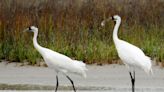 Whooping cranes are back in Texas