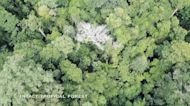 Los humanos hemos degradado más de un tercio de los bosques del Amazonas