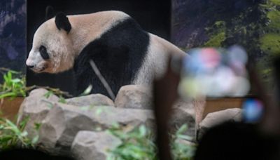 Thousands bid farewell to Tokyo zoo pandas before return to China