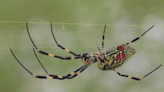 Could the giant, flying Joro spiders make their way to Pennsylvania?
