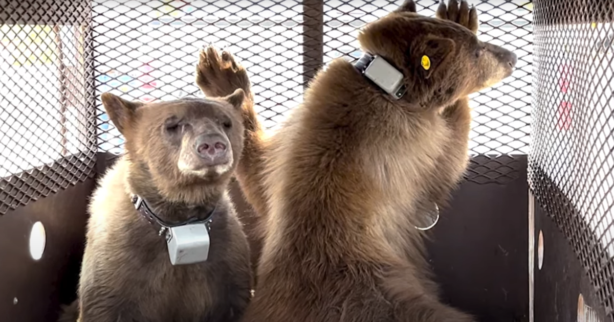 Cubs of former Lake Tahoe bear "Hank the Tank" released back into wild after rehab stint