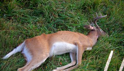 DNR reports record-high number of CWD-positive deer in Wisconsin from 2023-24