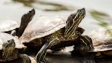 NYS DEC reminds motorists to watch out for turtles during nesting season