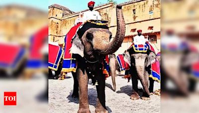 New rates for elephant rides in Hathigaon and Amer Palace increased from Oct 1 | Jaipur News - Times of India