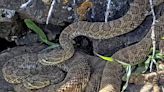 Webcam monitors hundreds of rattlesnakes at Colorado ‘mega den’