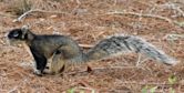 Fox squirrel