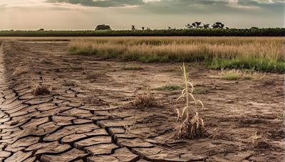 El calor está azotando a los agricultores y de al bolsillo de todos en Carolina del Norte, ¿por qué? - La Noticia