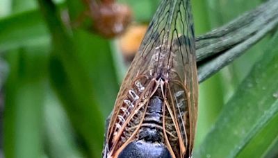 A rare blue-eyed cicada was found in Niles, Illinois. But thousands more could exist, professor says