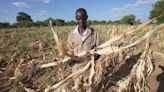 Rewind. Fast forward. African farmers are looking everywhere to navigate climate change