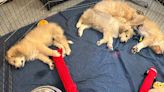 Puppies found abandoned in Clermont County, dog warden says
