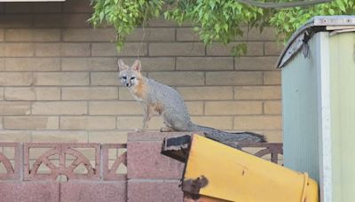 Grandmother in Mesa says 9 foxes have taken over her backyard