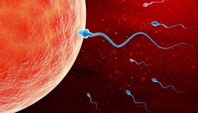 La abstinencia sexual de los hombres no favorece el éxito de la reproducción asistida