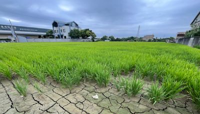 石門大圳供2停8 農民憂稻穗成空包彈