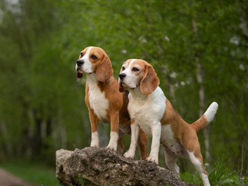 Curious Beagles Can't Get Enough of the View From a Mountaintop Gondola in Switzerland